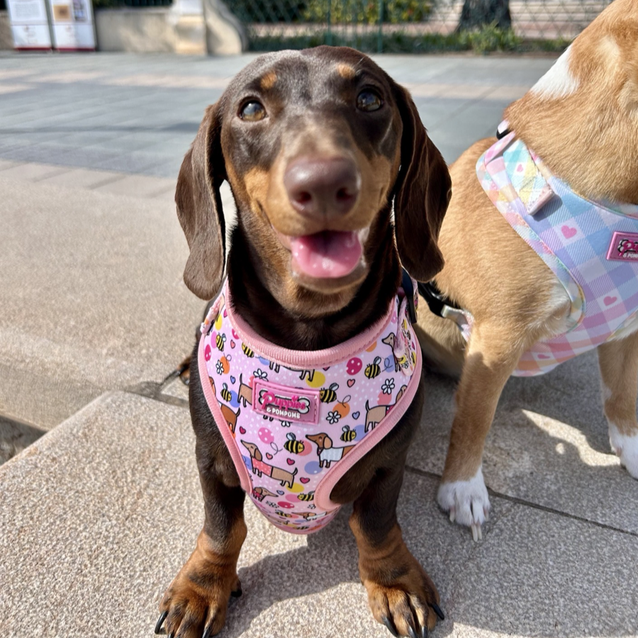 Bee Happy Dachshund Dog Harness