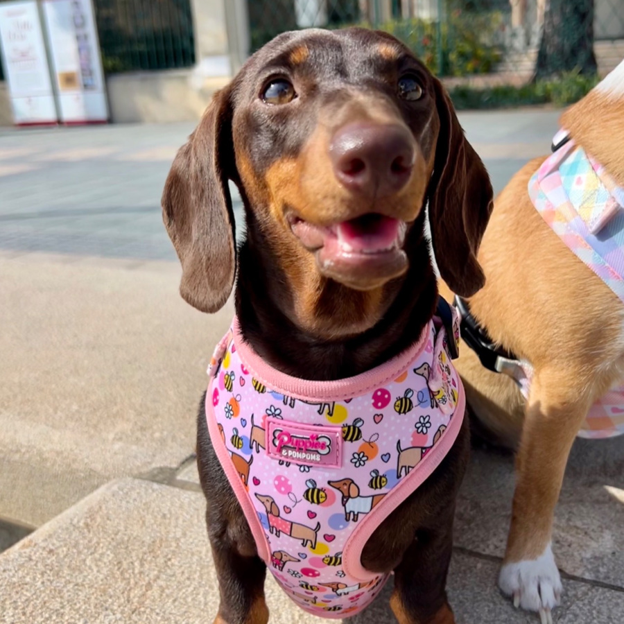Bee Happy Dachshund Dog Harness