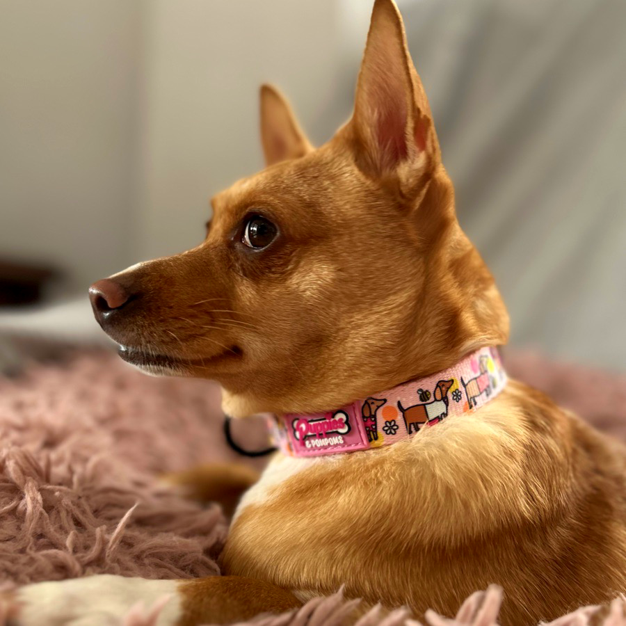 Bee Happy Dachshund Dog Collar