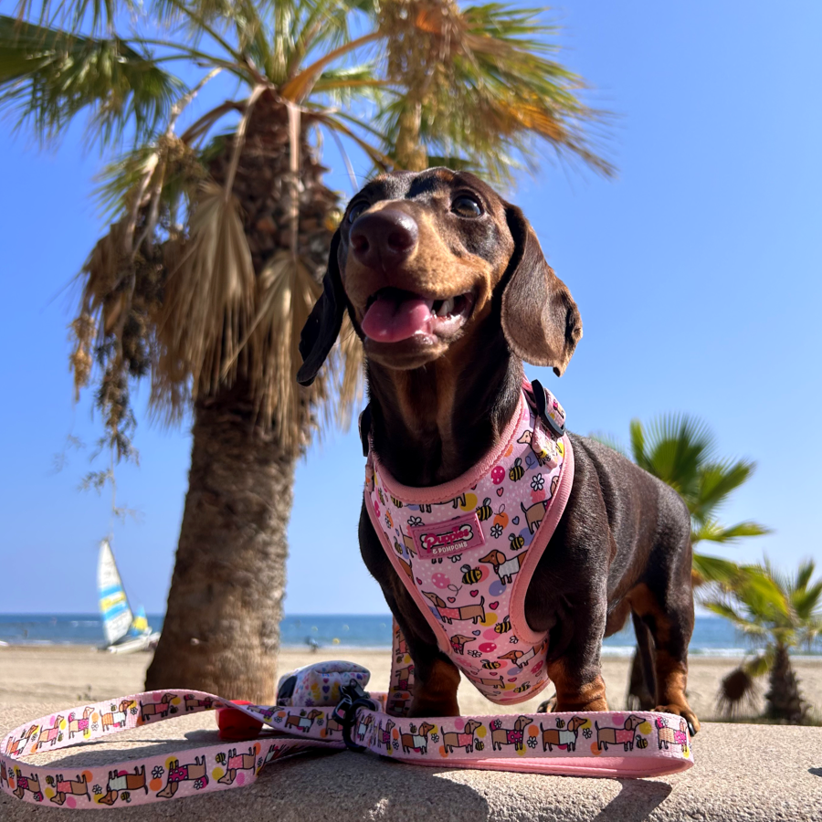 Bee Happy Dachshund Dog Leash
