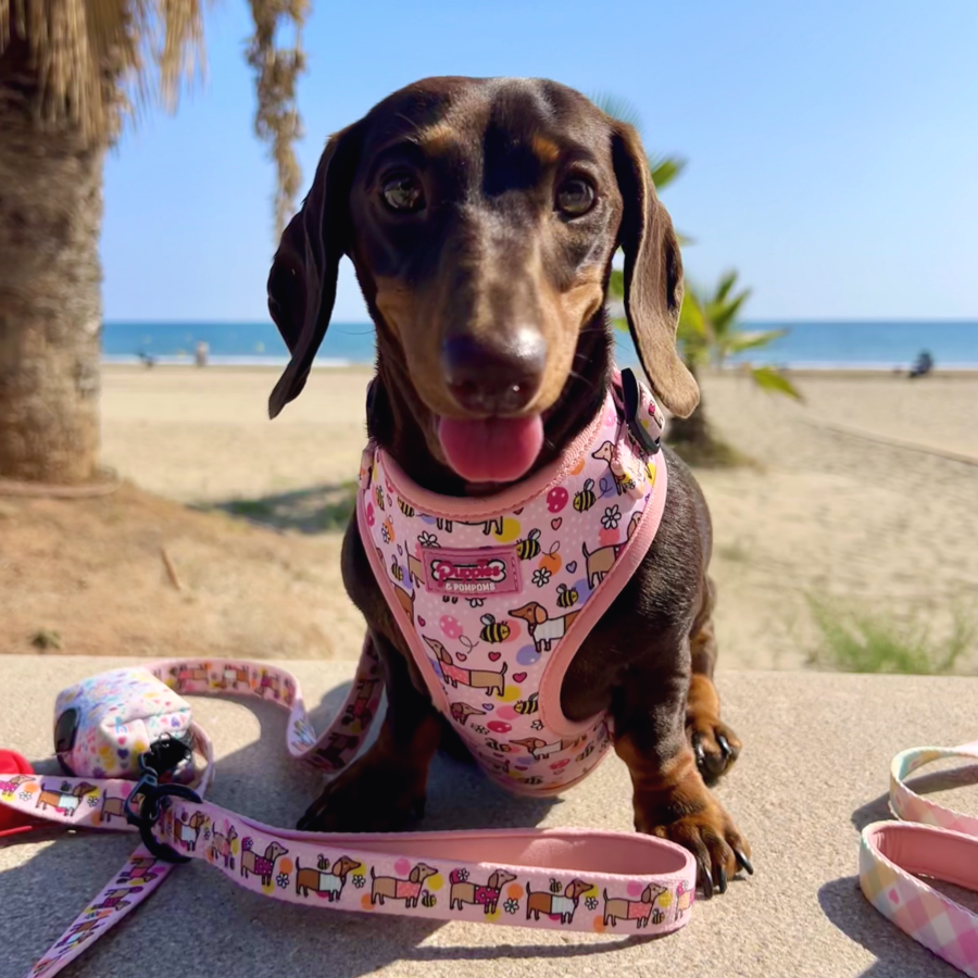 Bee Happy Dachshund Dog Leash