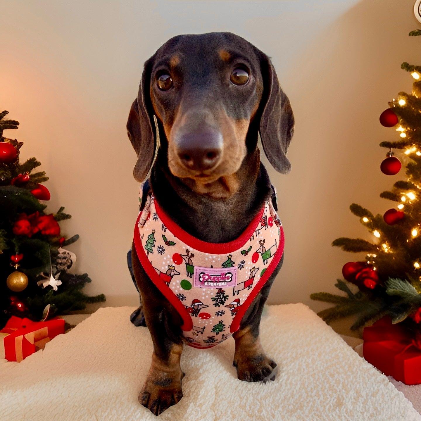 Christmas Dachshund Dog Harness