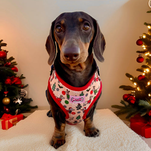Christmas Dachshund Dog Harness